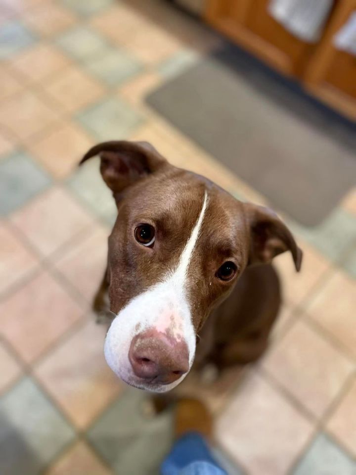 Brandy *HERE IN NH* 3