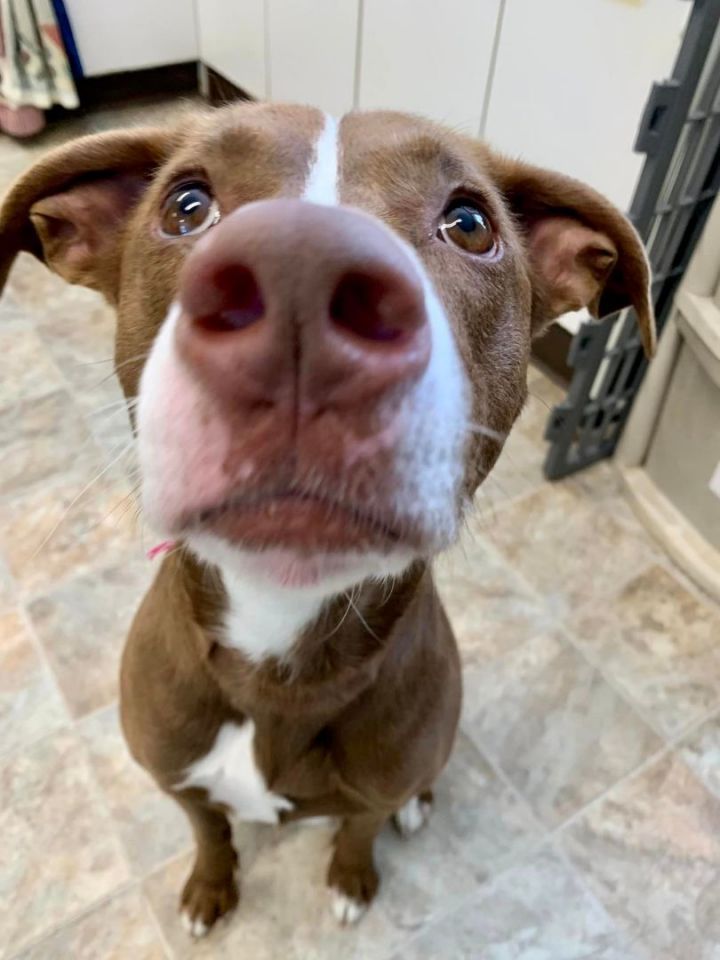 Brandy *HERE IN NH* 4