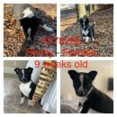 PRINCESS POPROCKS's profile on Petfinder.com