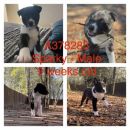 CAPTAIN CORNFLAKE's profile on Petfinder.com