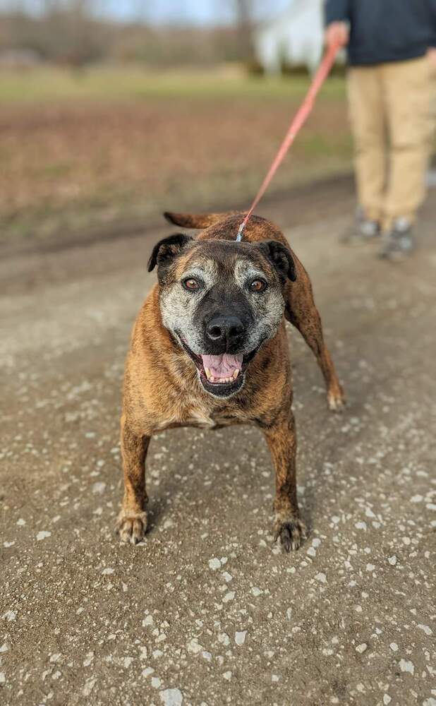 Lucy, an adoptable Terrier in South Bend, IN, 46660 | Photo Image 2