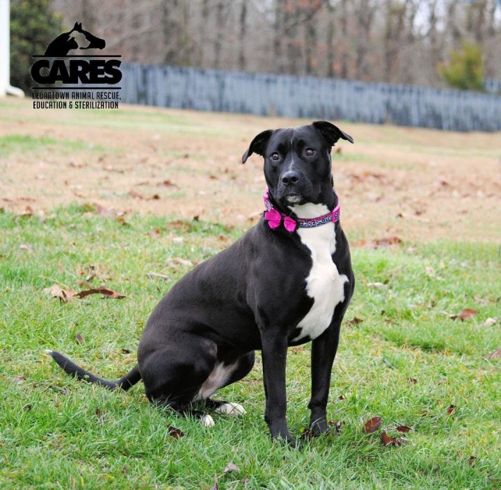 Dog for adoption Willow a Pit Bull Terrier Mix in Cedartown GA