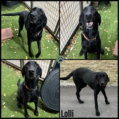 Lolli, an adoptable Black Labrador Retriever in Floresville, TX, 78114 | Photo Image 1