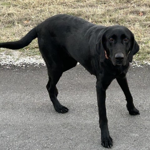 Lolli, an adoptable Black Labrador Retriever in Floresville, TX, 78114 | Photo Image 2