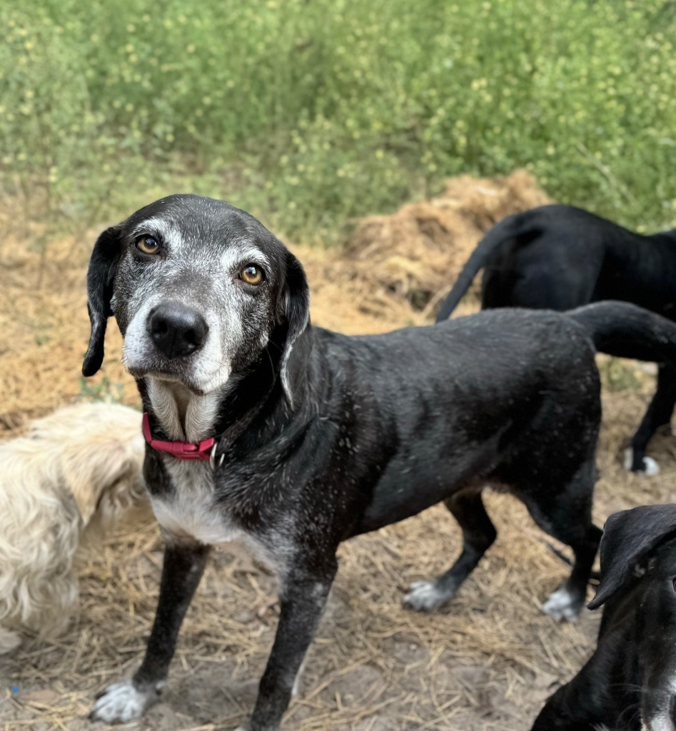 Grammie, an adoptable Labrador Retriever, Mixed Breed in Waynesville, GA, 31566 | Photo Image 1