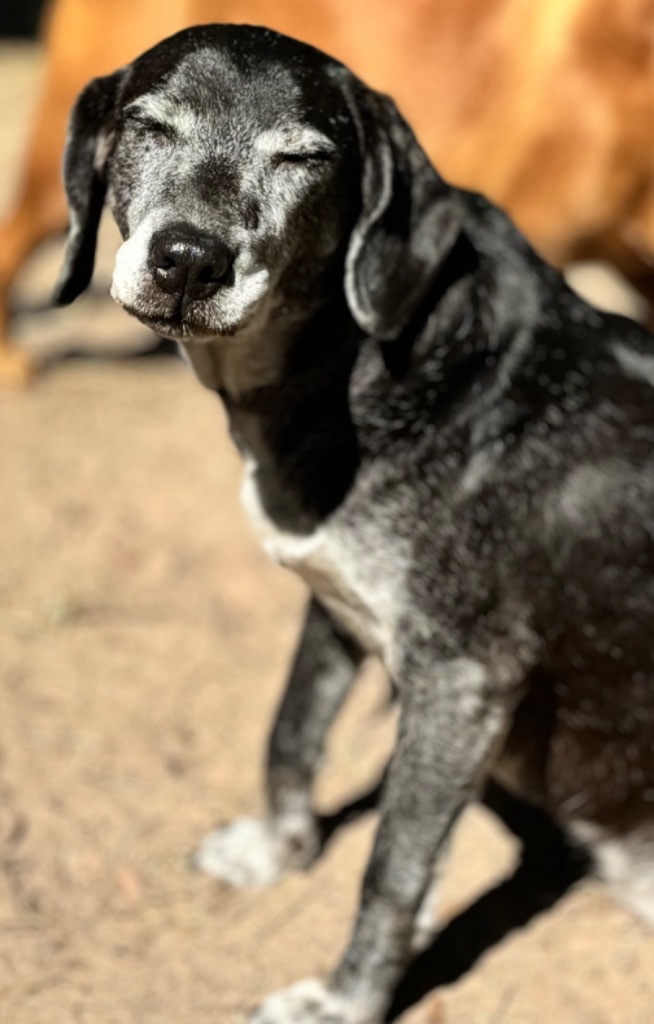 Grammie, an adoptable Labrador Retriever, Mixed Breed in Waynesville, GA, 31566 | Photo Image 1