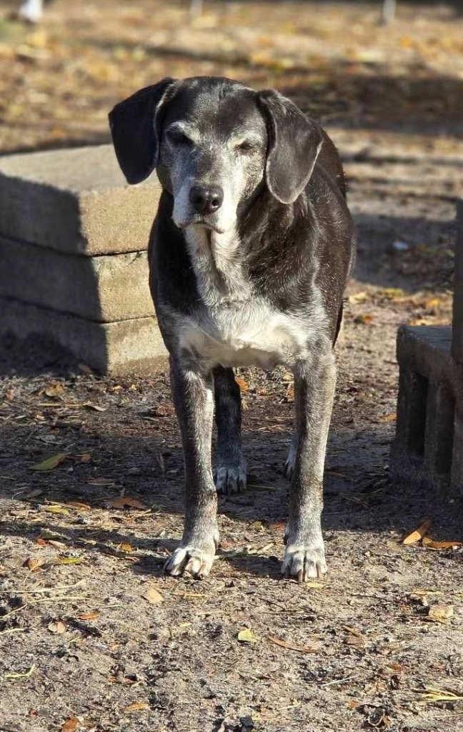 Grammie, an adoptable Labrador Retriever, Mixed Breed in Waynesville, GA, 31566 | Photo Image 1