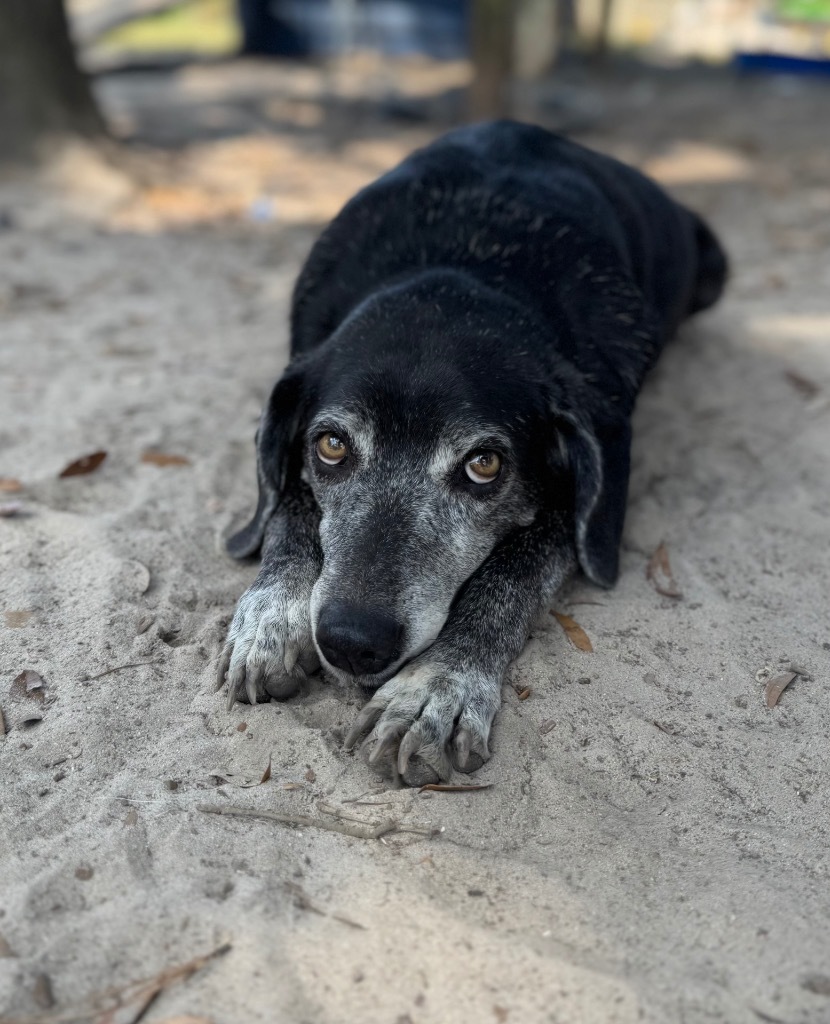 Grammie, an adoptable Labrador Retriever, Mixed Breed in Waynesville, GA, 31566 | Photo Image 1