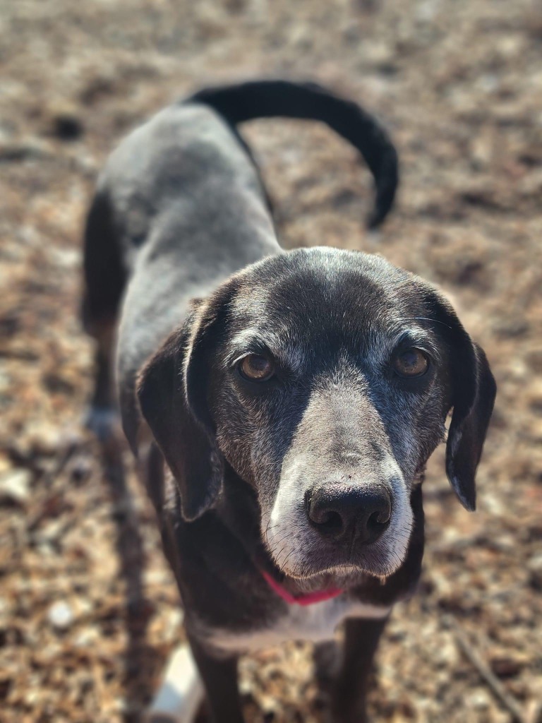 Grammie, an adoptable Labrador Retriever, Mixed Breed in Waynesville, GA, 31566 | Photo Image 2