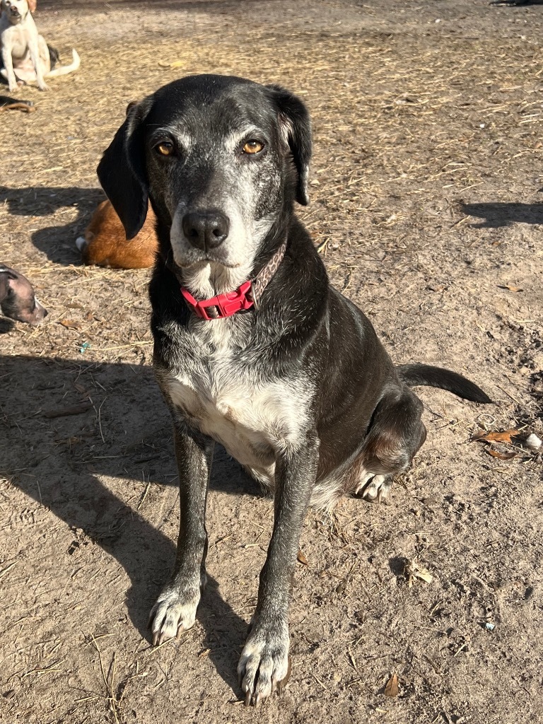 Grammie, an adoptable Labrador Retriever, Mixed Breed in Waynesville, GA, 31566 | Photo Image 3