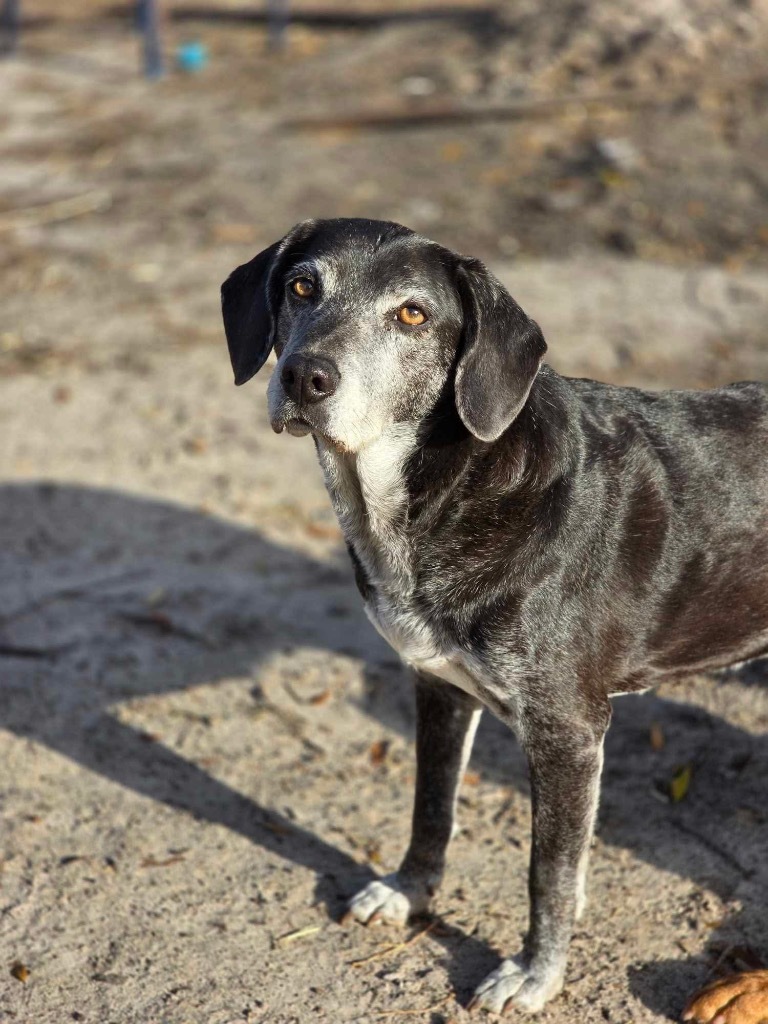 Grammie, an adoptable Labrador Retriever, Mixed Breed in Waynesville, GA, 31566 | Photo Image 6