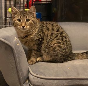 Jada, Adult Female Domestic Medium Hair