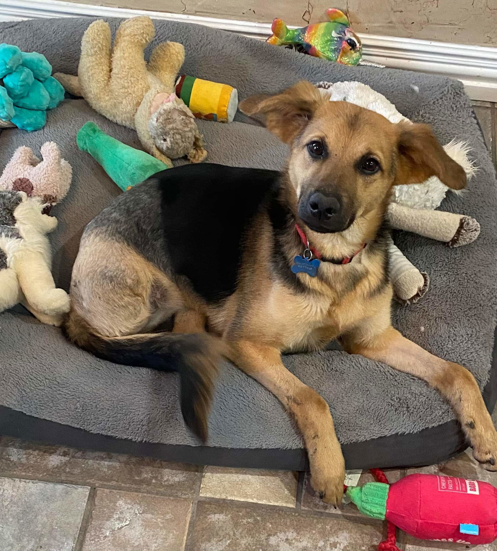 Gia, an adoptable German Shepherd Dog in Hugo, MN, 55038 | Photo Image 1