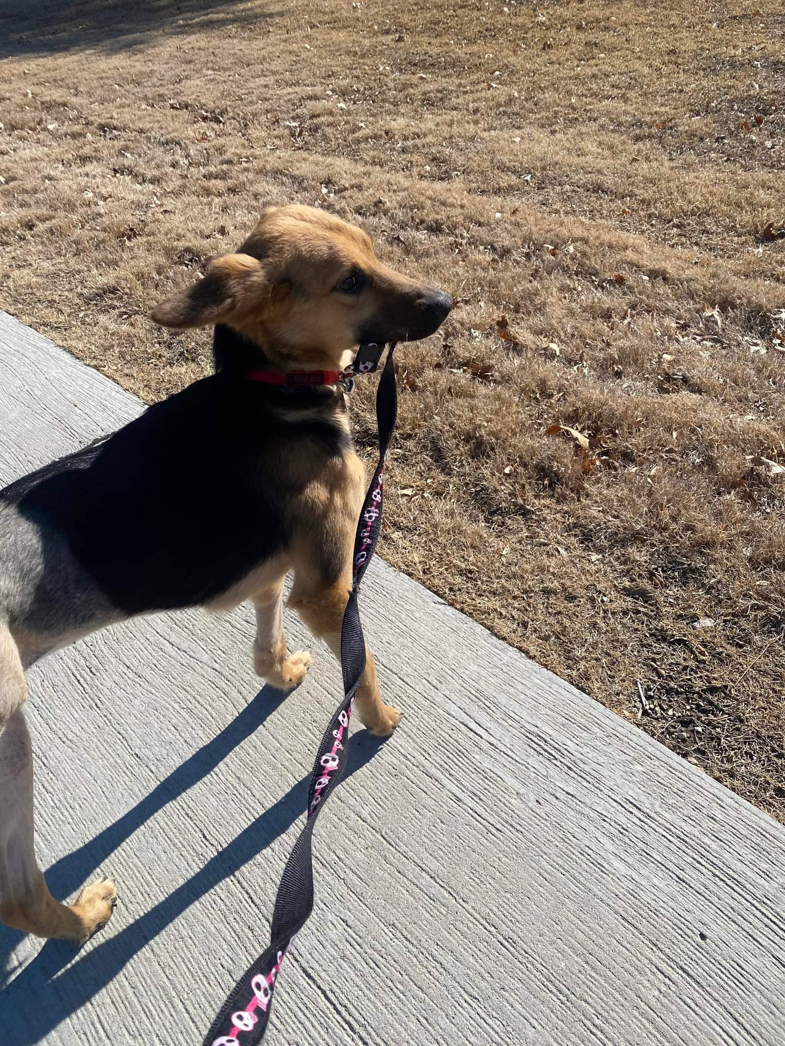 Gia, an adoptable German Shepherd Dog in Hugo, MN, 55038 | Photo Image 3