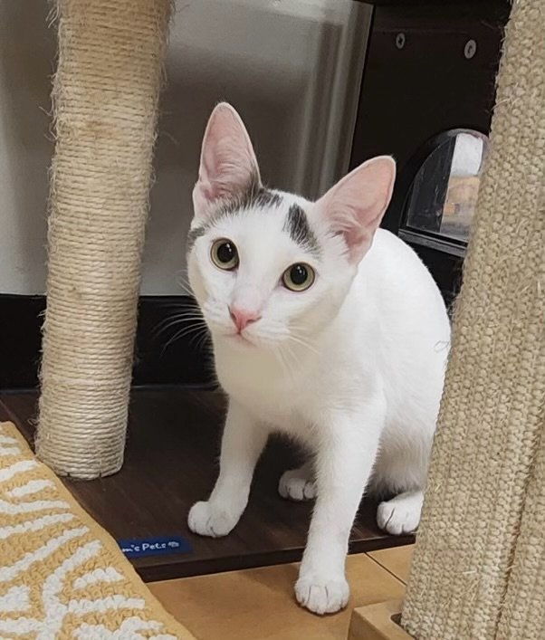 Tighty Whitey (and Webble Wobbles)