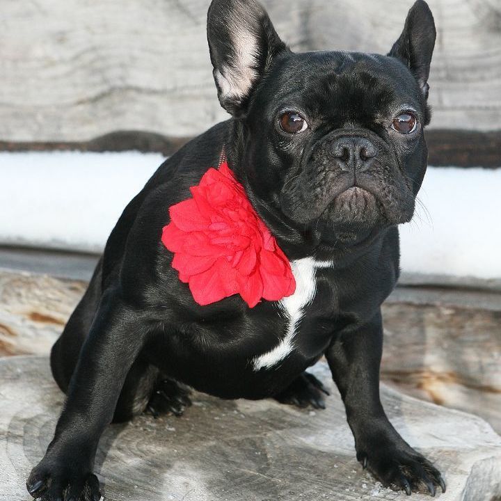 Simone, an adoptable French Bulldog in Airdrie, AB, T4A 1C7 | Photo Image 2
