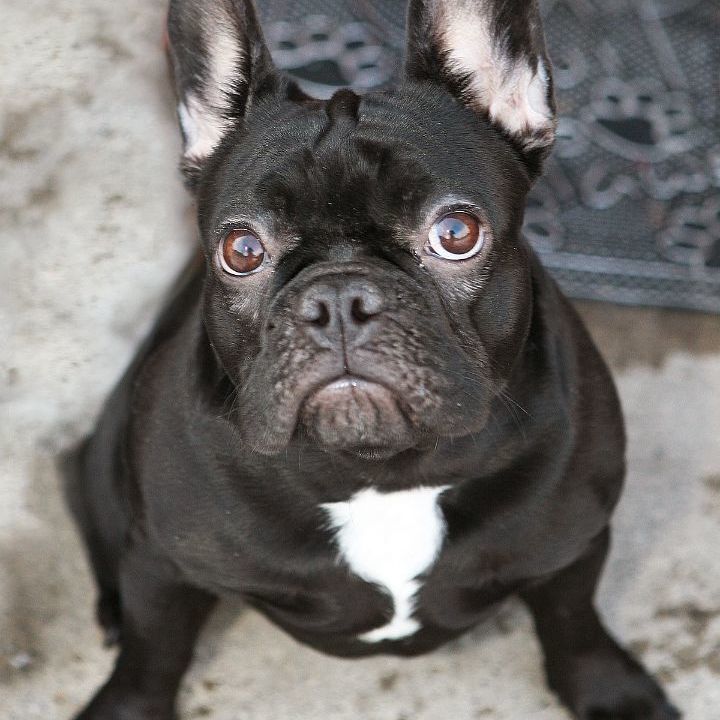 Dog for adoption - Simone, a French Bulldog in Airdrie, AB | Petfinder