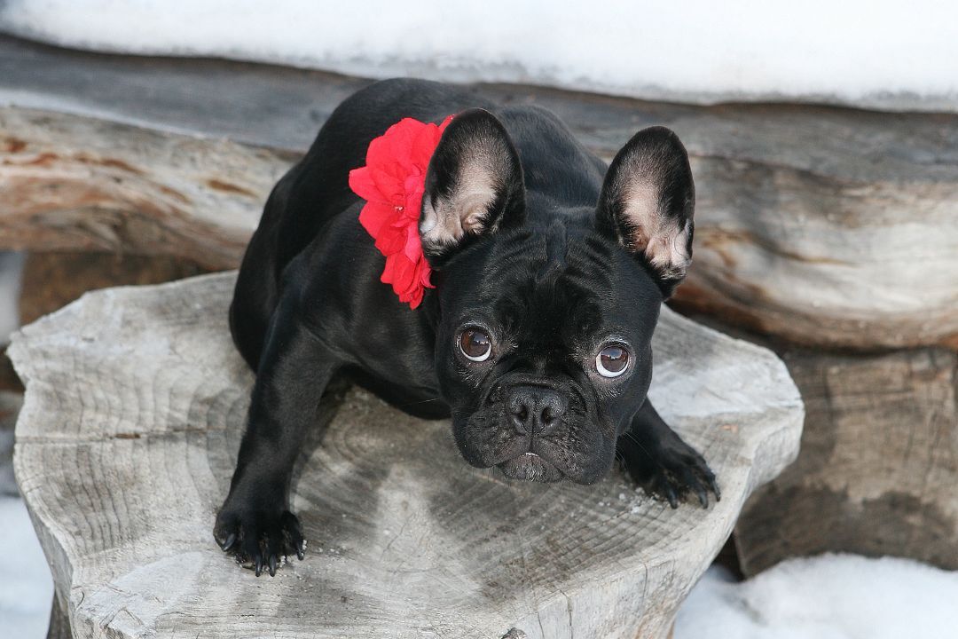 Simone, an adoptable French Bulldog in Airdrie, AB, T4A 1C7 | Photo Image 5