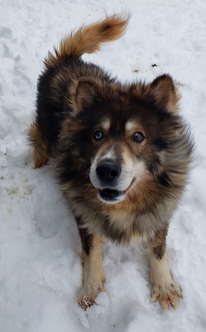 Zeus, an adoptable Siberian Husky in Ontonagon, MI, 49953 | Photo Image 2