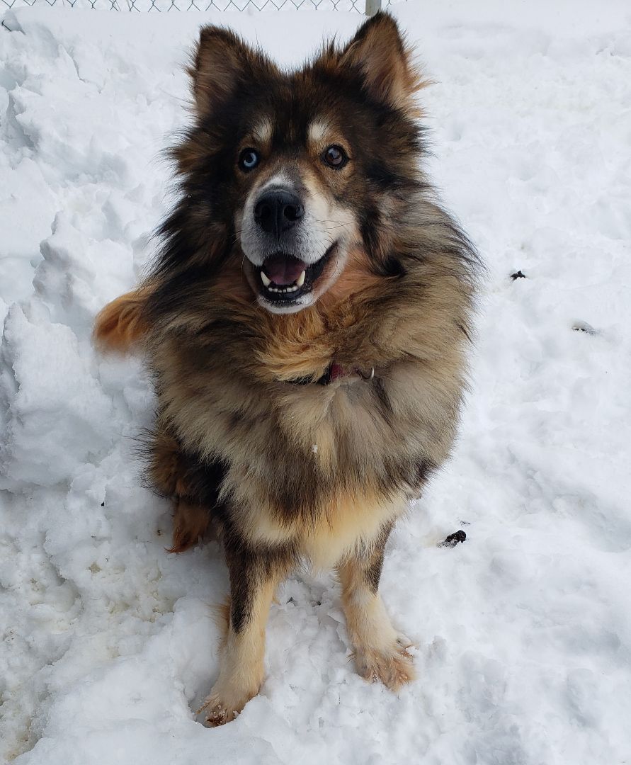 Zeus, an adoptable Siberian Husky in Ontonagon, MI, 49953 | Photo Image 1