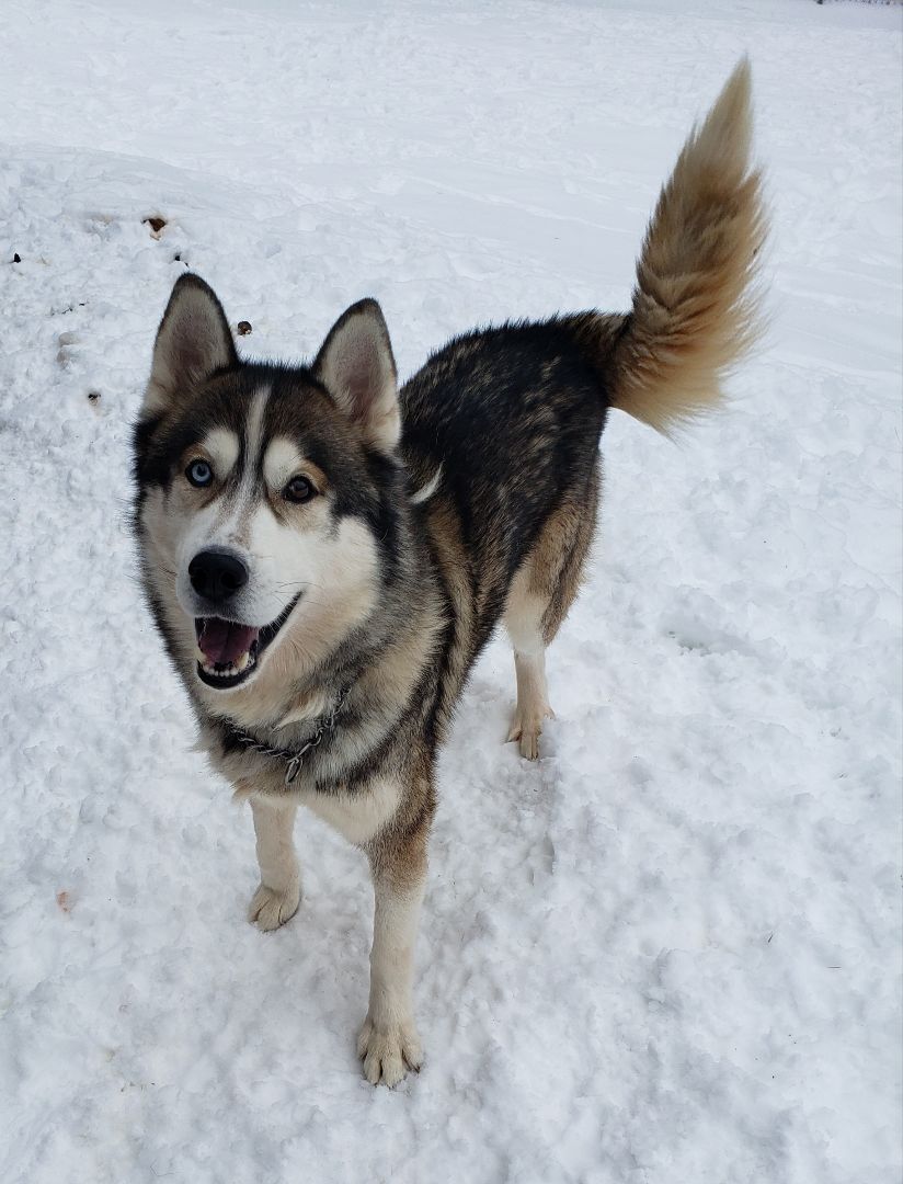 Rocky, an adoptable Siberian Husky in Ontonagon, MI, 49953 | Photo Image 2