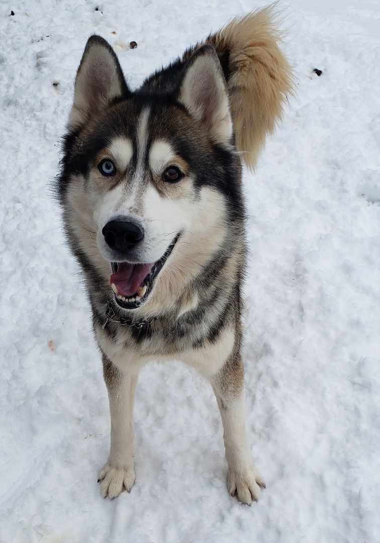 Rocky, an adoptable Siberian Husky in Ontonagon, MI, 49953 | Photo Image 1