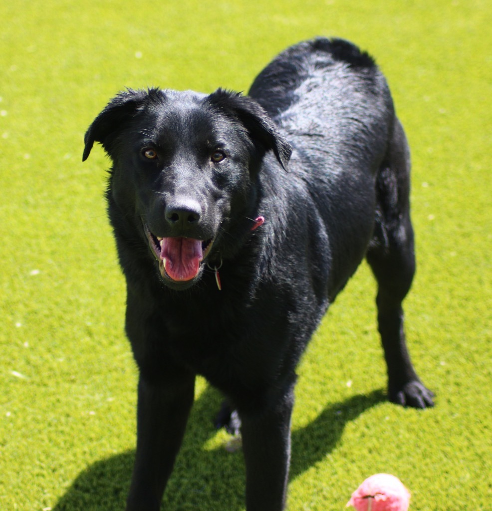 Jessie, an adoptable Labrador Retriever in Heber City, UT, 84032 | Photo Image 1
