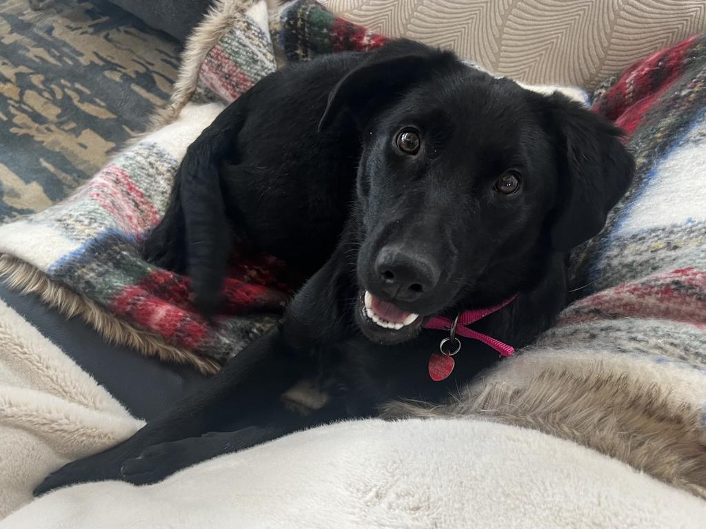 Jessie, an adoptable Labrador Retriever in Heber City, UT, 84032 | Photo Image 2