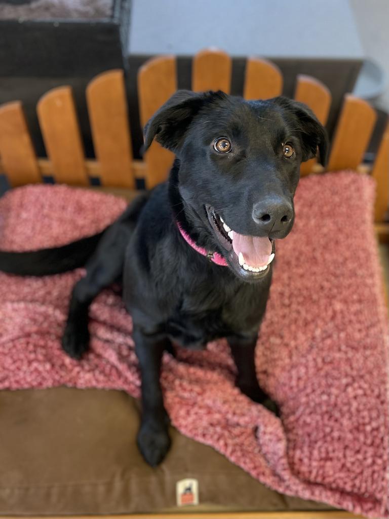 Jessie, an adoptable Labrador Retriever in Heber City, UT, 84032 | Photo Image 3