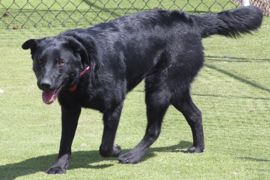 Jessie, an adoptable Labrador Retriever in Heber City, UT, 84032 | Photo Image 4