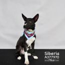 SIBERIA's profile on Petfinder.com