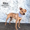 NINO's profile on Petfinder.com