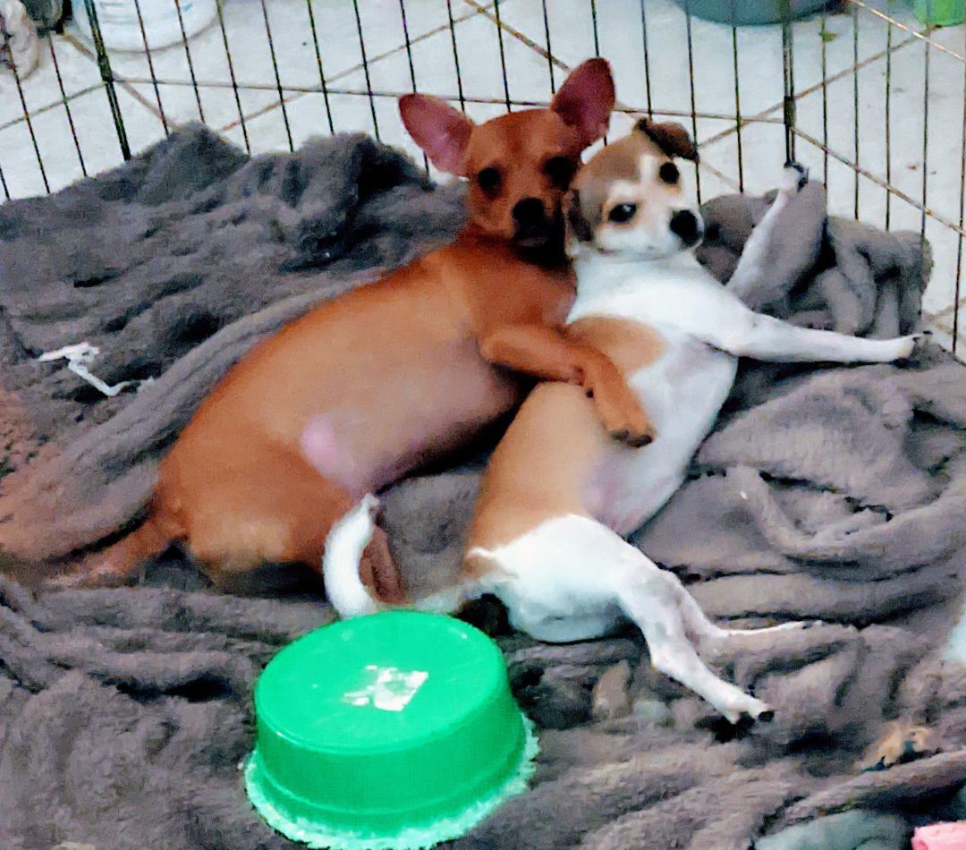 Chili & Tapatio, an adoptable Chiweenie in Cottonwood, CA, 96022 | Photo Image 3