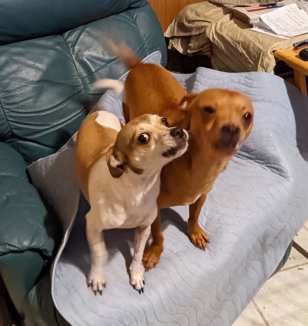Chili & Tapatio, an adoptable Chiweenie in Cottonwood, CA, 96022 | Photo Image 1
