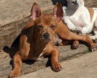 Chili & Tapatio, an adoptable Chiweenie in Cottonwood, CA, 96022 | Photo Image 5