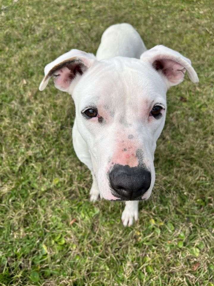 are all white american bulldogs deaf