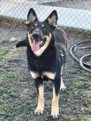 GRASSHOPPER's profile on Petfinder.com