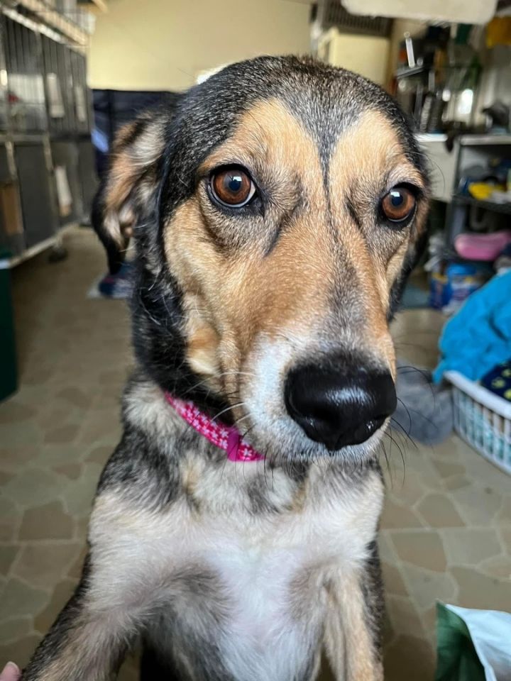 Penelope, an adoptable Hound & Shepherd Mix in Owensboro, KY_image-5