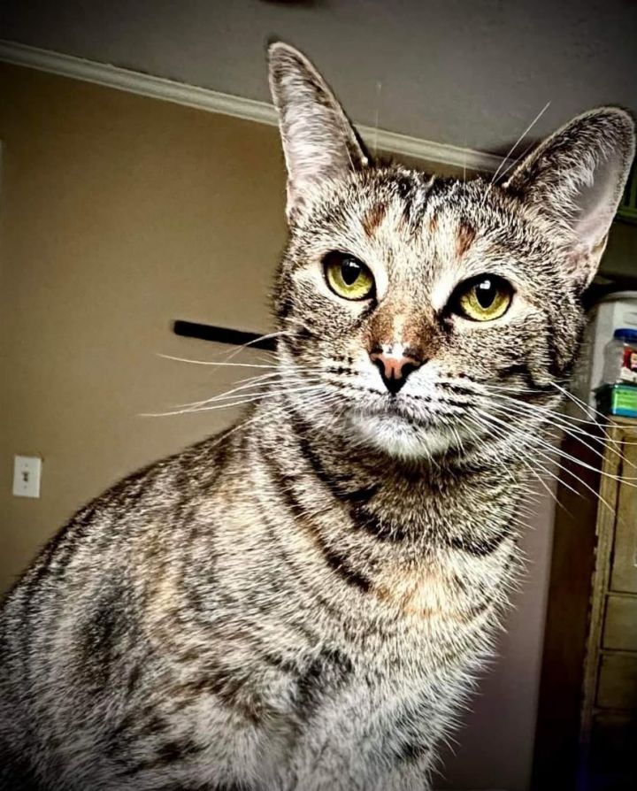 Dolly (Bonded with Donna), an adoptable Domestic Short Hair in Madison, WI_image-1