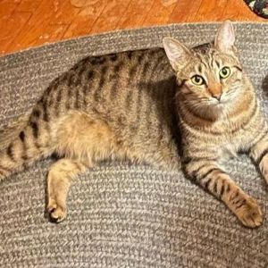 Donna (bonded with Dolly)