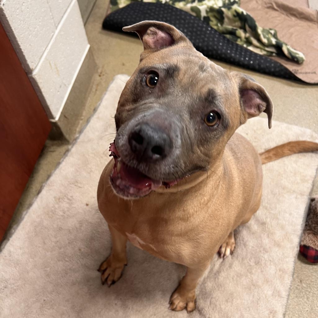 Twix, an adoptable American Bulldog in Columbus, GA, 31907 | Photo Image 1