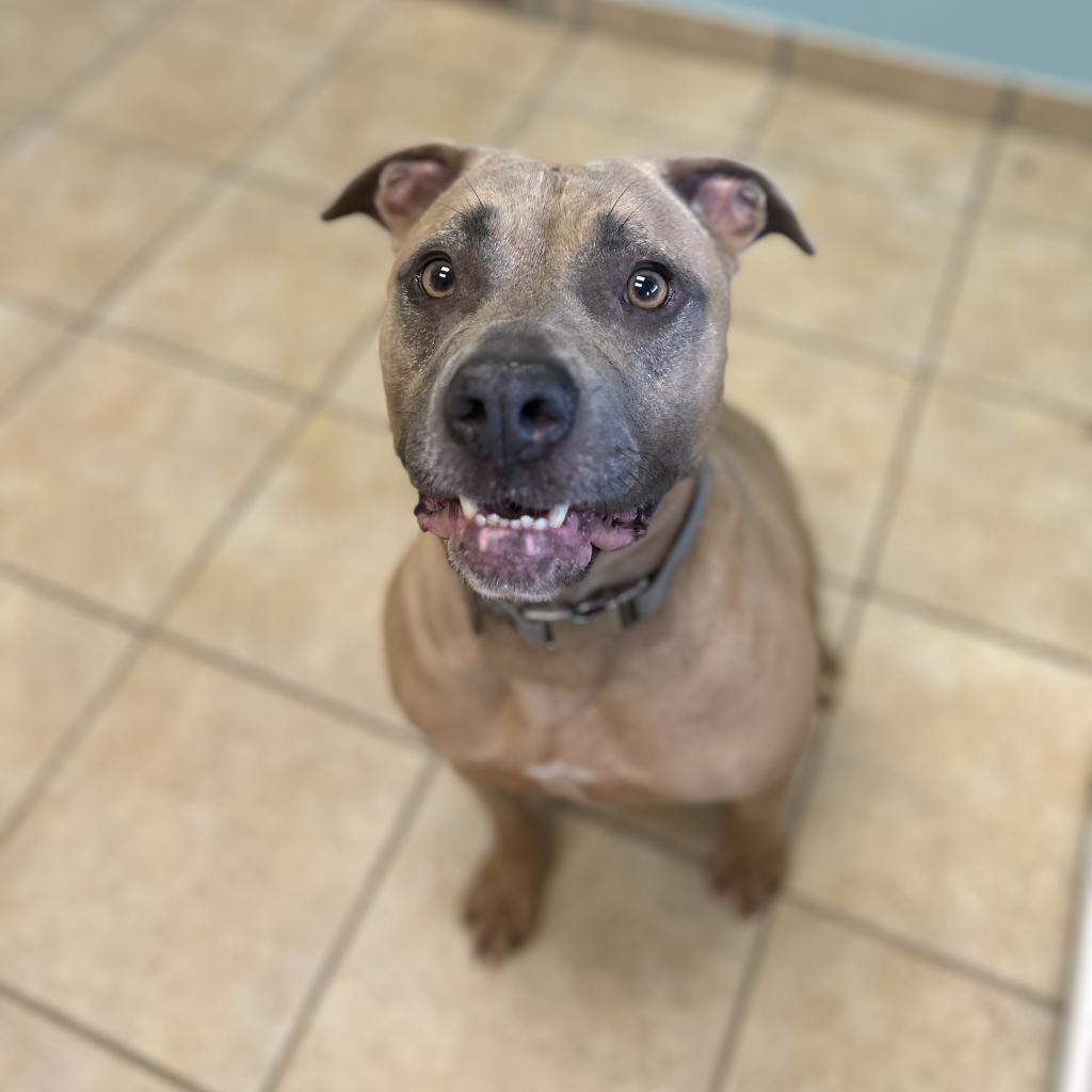 Twix, an adoptable American Bulldog in Columbus, GA, 31907 | Photo Image 2