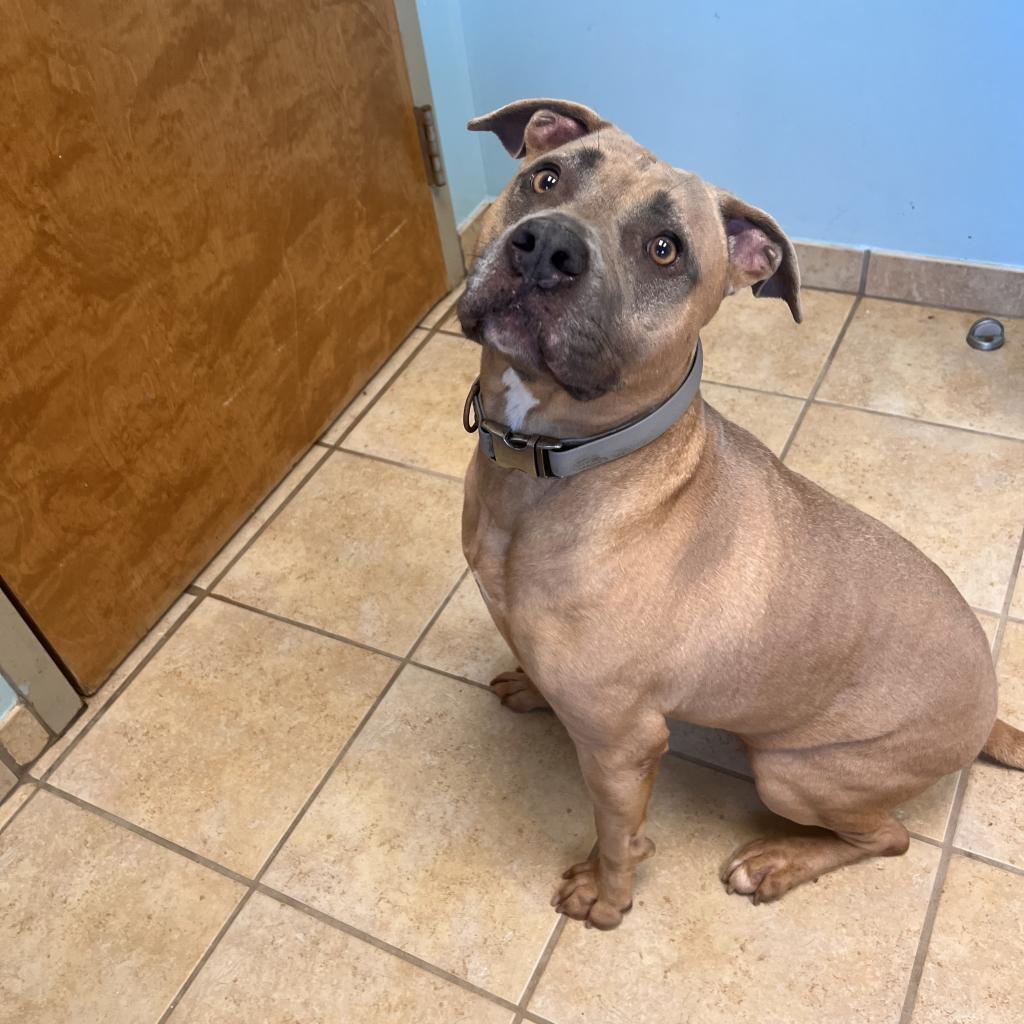 Twix, an adoptable American Bulldog in Columbus, GA, 31907 | Photo Image 3