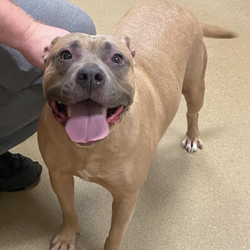 Twix, an adoptable American Bulldog in Columbus, GA, 31907 | Photo Image 4