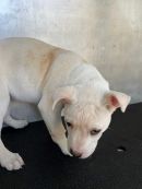 A378801's profile on Petfinder.com