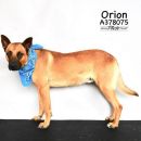 ORION's profile on Petfinder.com