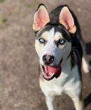 DODGE's profile on Petfinder.com