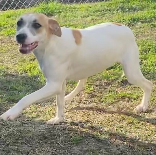 Animal Control | Bryan County