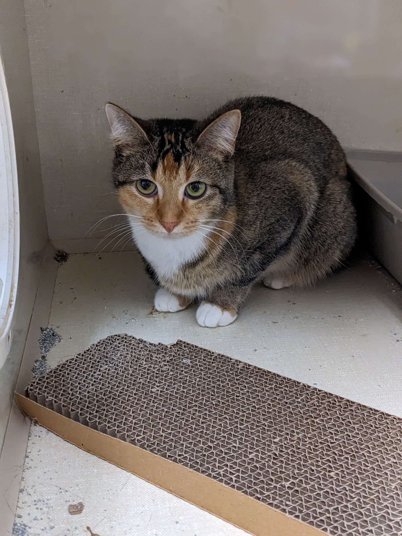 Miss Bossy, an adoptable Calico in St. Ann, MO, 63074 | Photo Image 1