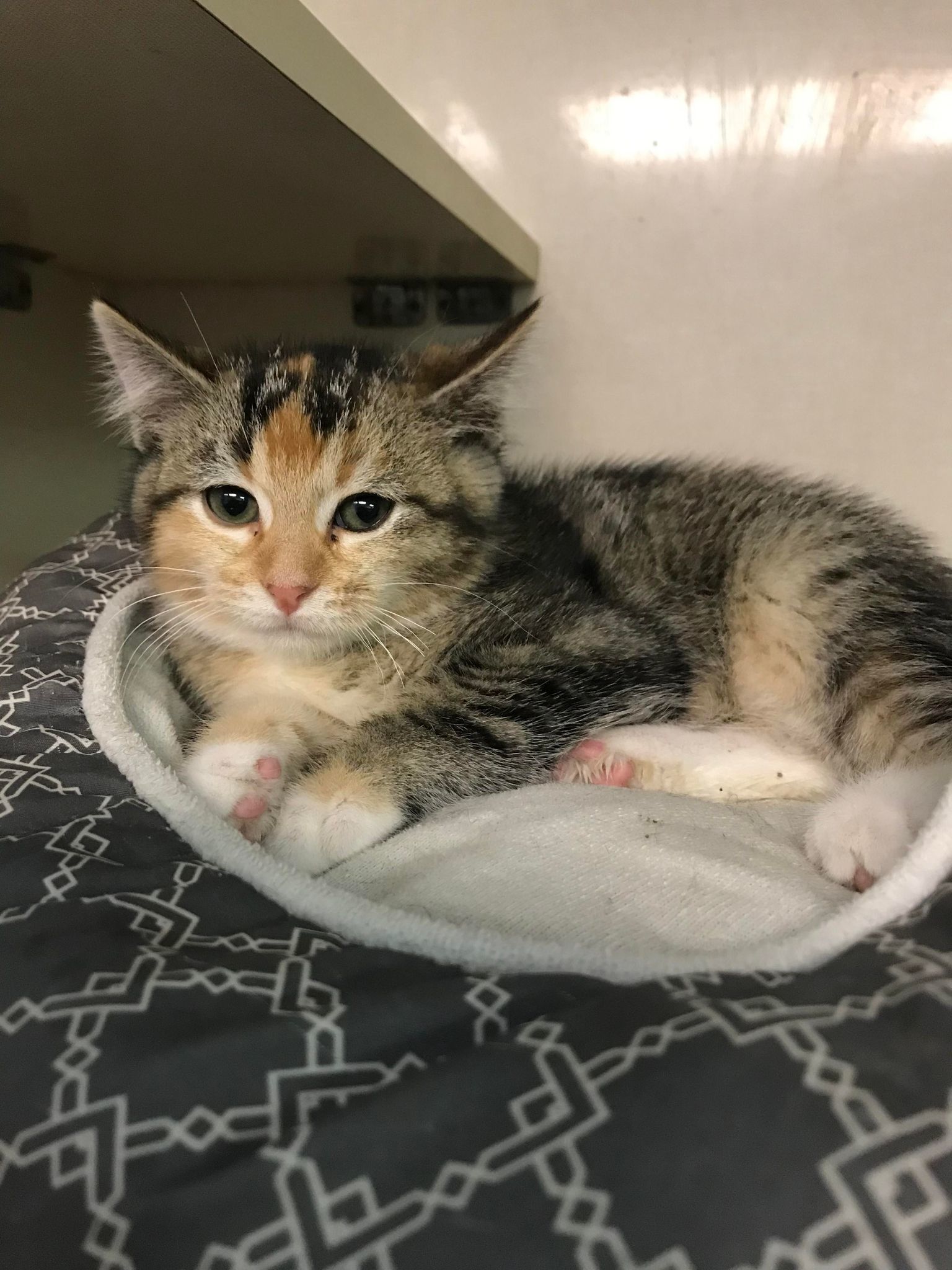Miss Bossy, an adoptable Calico in St. Ann, MO, 63074 | Photo Image 2